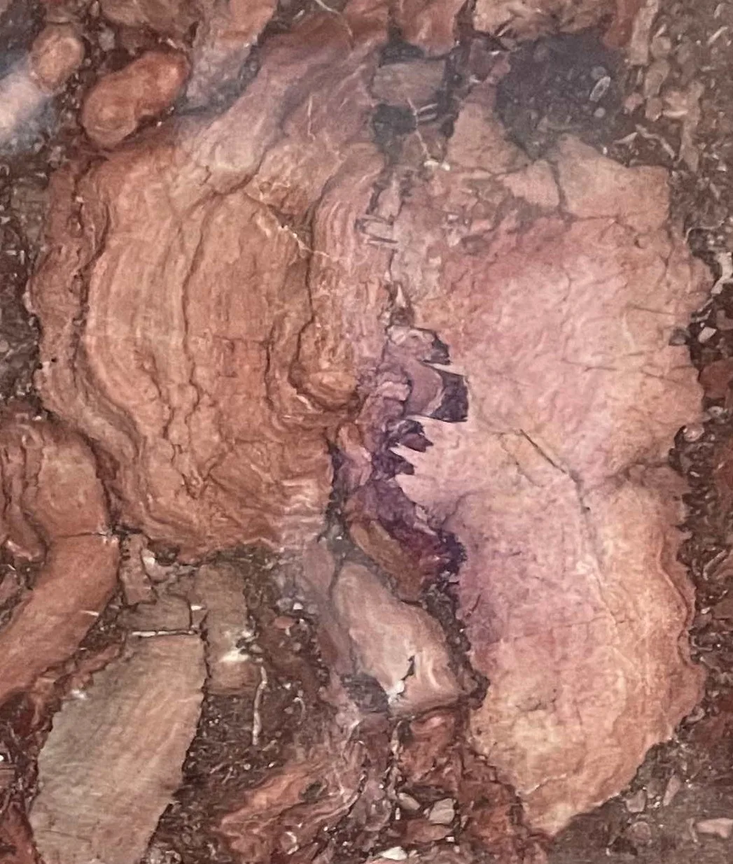 Detailansicht einer Stromatopore