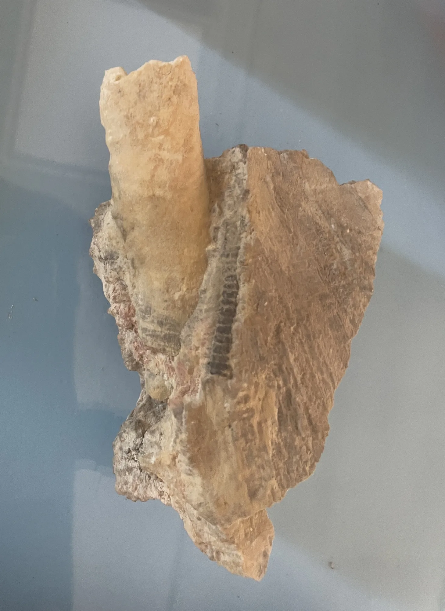 Der Nautiloid (freipräpariert)