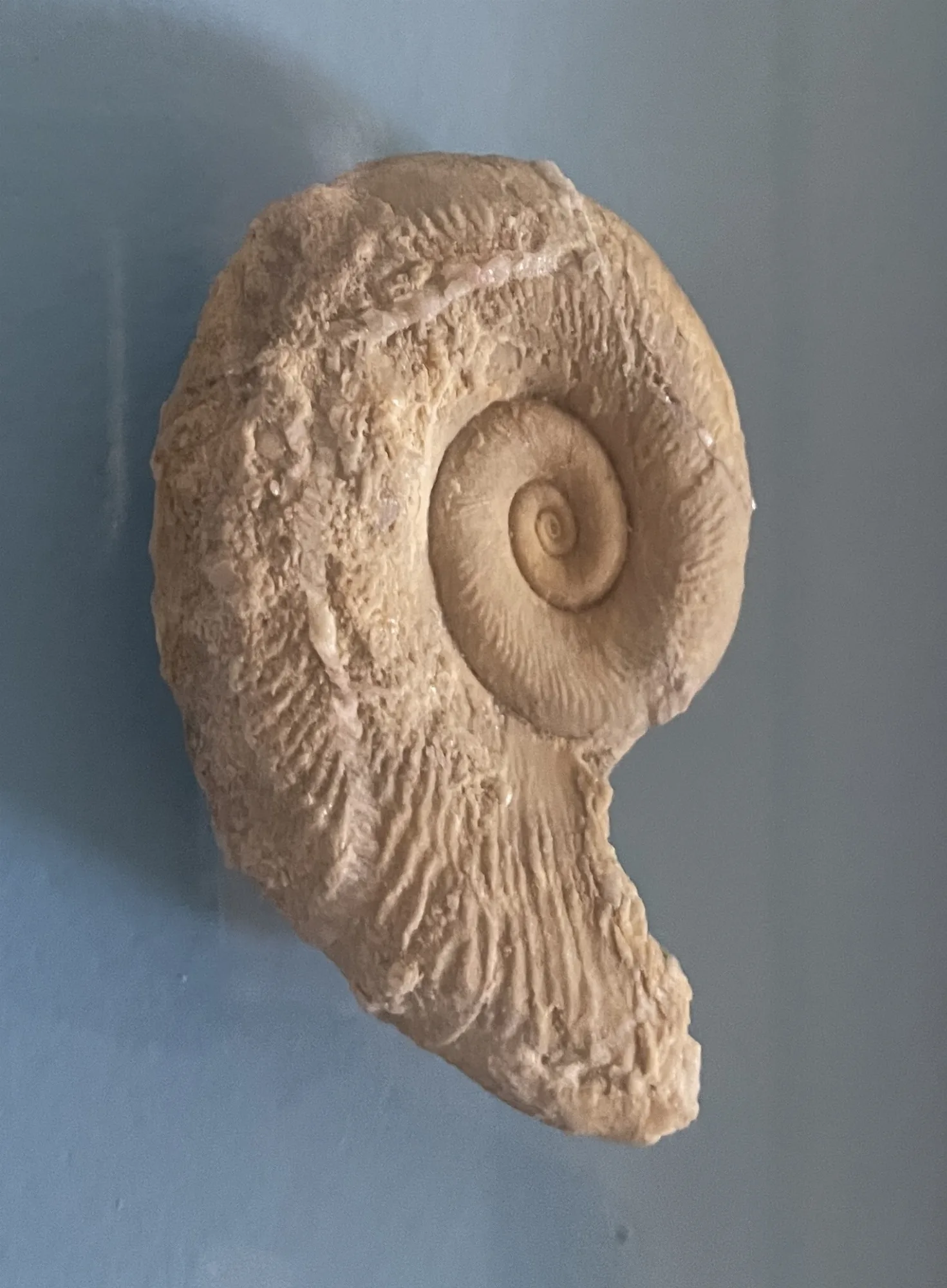 Gastropode (Schnecke)