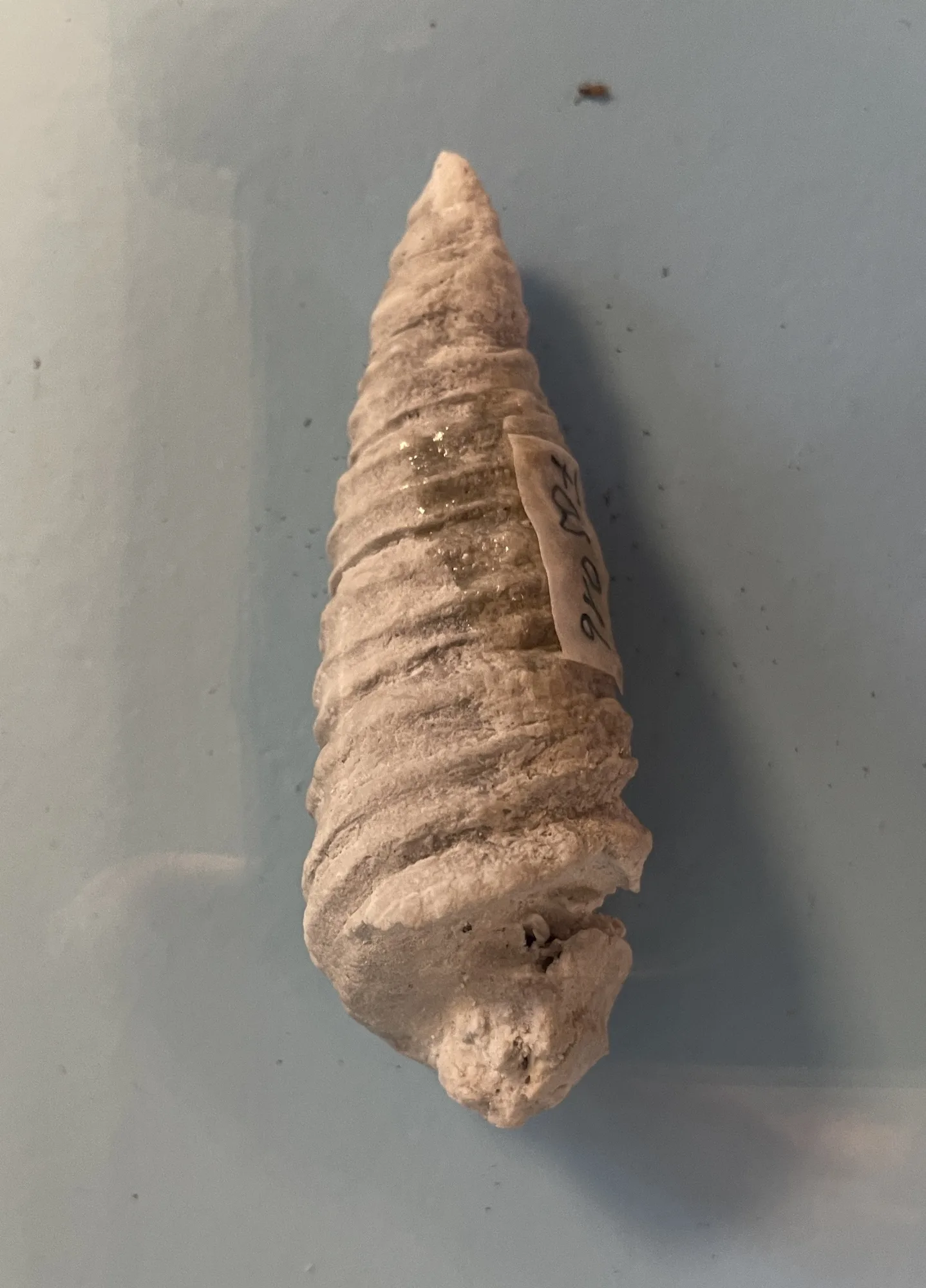 Turmschnecke (freipräpariert)
