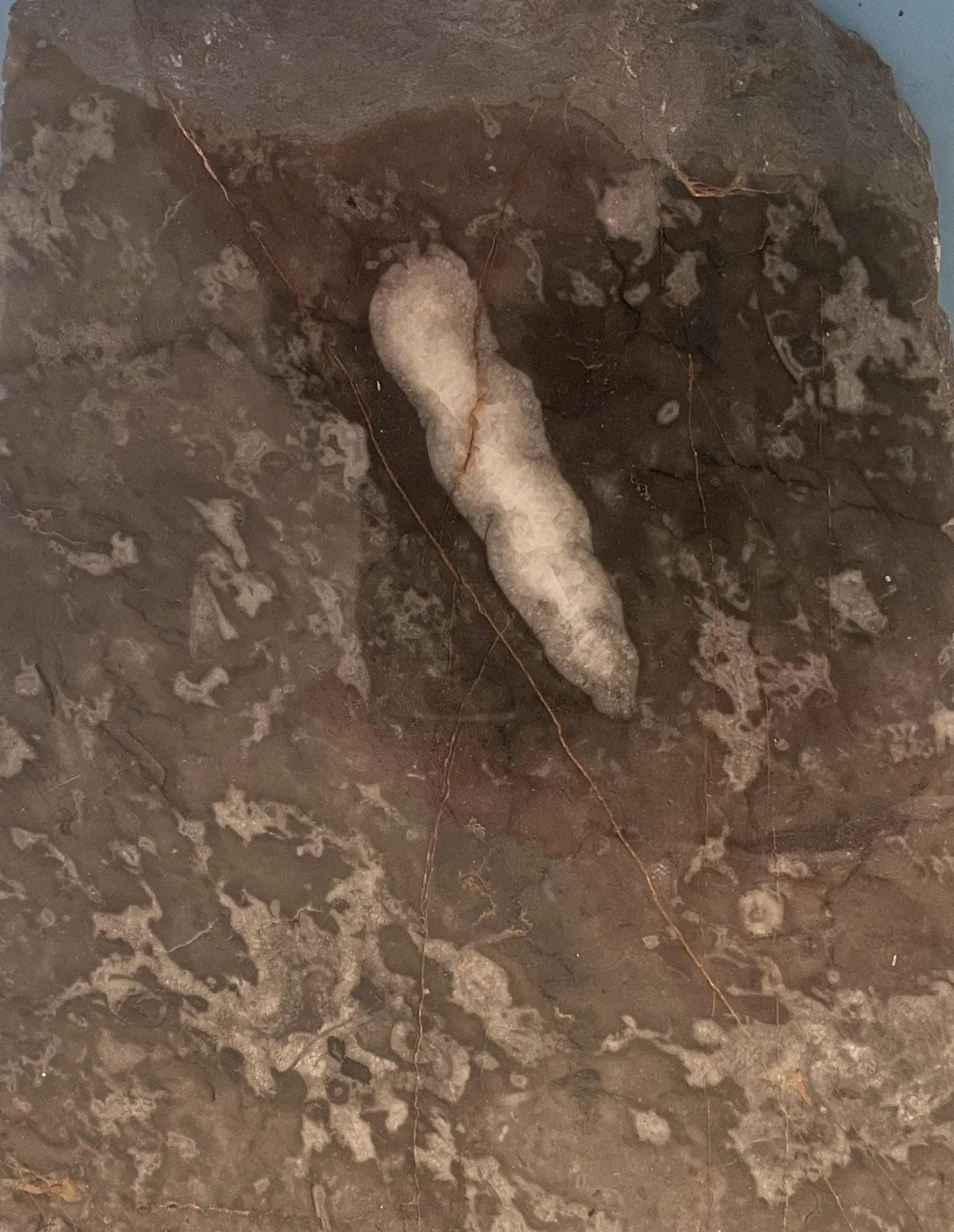 angeschnittene Turmschnecke "Murchisonia" in eine polierten Platte aus Lahnmarmor