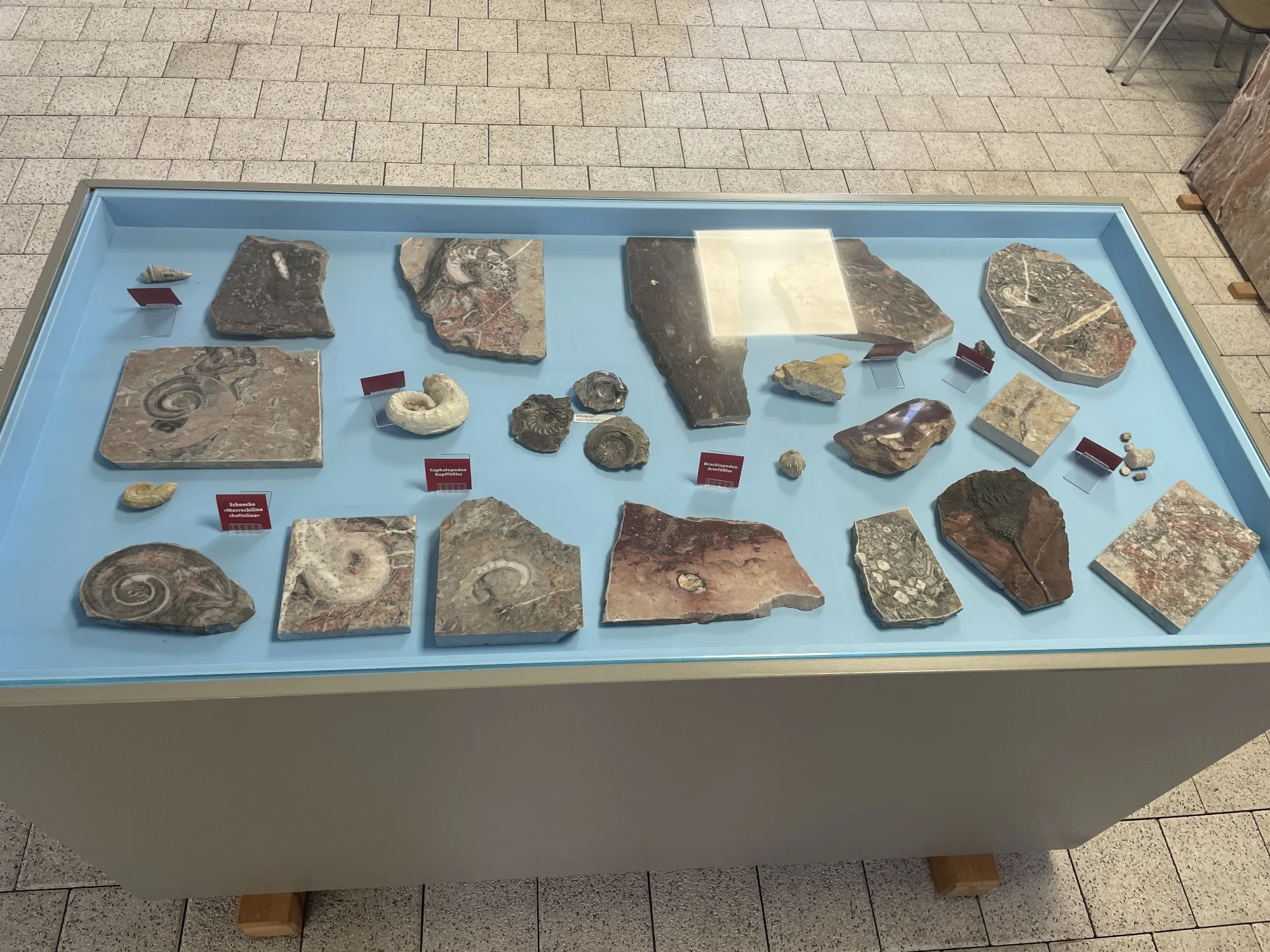 Vitrine mit den geologischen Exponaten